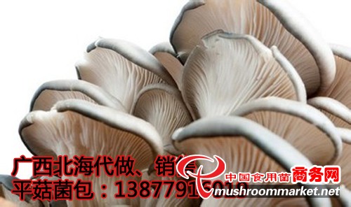 平菇菌包銷(xiāo)售