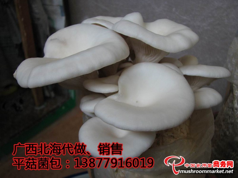 平菇菌包銷(xiāo)售
