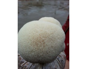 猴頭菇菌種、菌棒、原種、母種