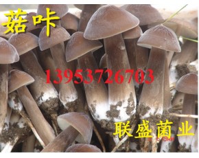 黑皮雞樅菌栽培
