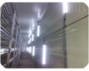 >5年壽命，3年質保，高品質產品，志誠-LED食用菌菇房照明系統(tǒng)規(guī)劃師