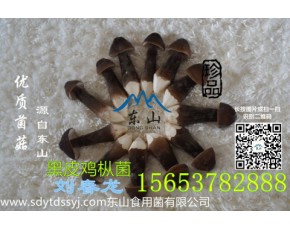 青頭菌 黑皮雞樅菌基地直供有機綠色產(chǎn)品