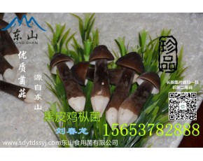 青頭菌 黑皮雞樅菌優(yōu)質(zhì)食材有機綠色產(chǎn)品	