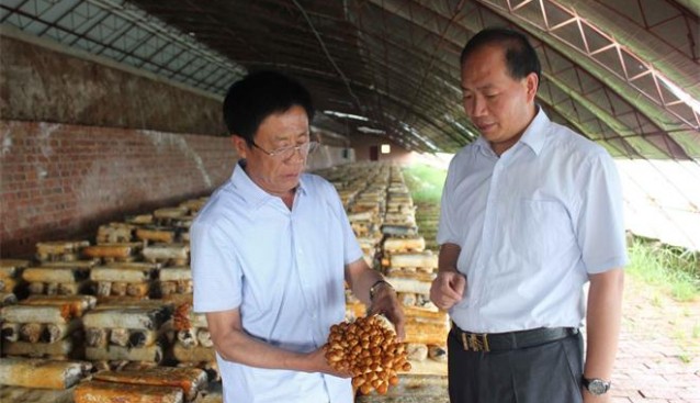 中國食用菌商務網(wǎng)秘書長謝永信到內蒙古武川縣考察食用菌產業(yè)扶貧情況