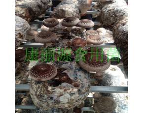 出口級(jí)花菇菌棒