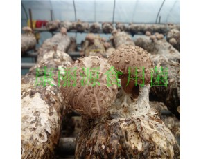 出口花菇菌棒