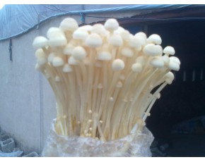 金針菇菌種、菌棒、原種、母種、栽培種
