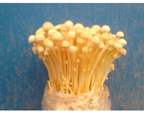 金針菇菌種、菌棒、原種、母種、菌包