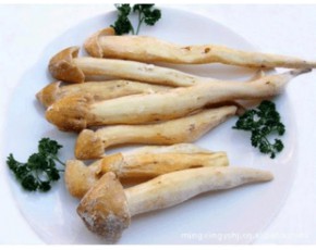 雞樅菌