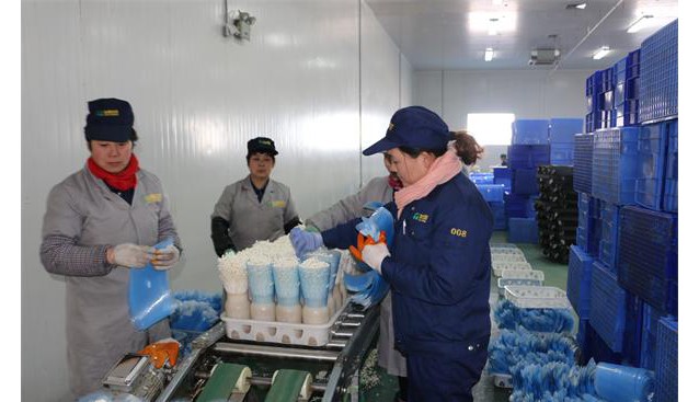 中國食用菌商務(wù)網(wǎng)市場(chǎng)總監(jiān)陳彥一行到山東友和菌業(yè)公司考察調(diào)研