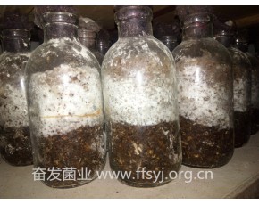 猴頭菇原種 猴頭菇菌種 猴頭菇二級(jí)種 菌種