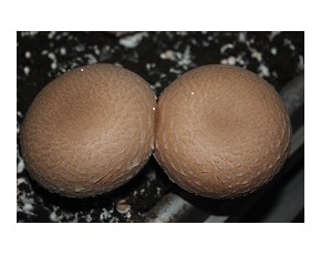 褐蘑菇鮮品，干片