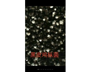 黑雞樅菌