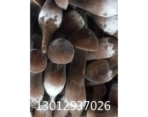 黑皮雞樅菌招商