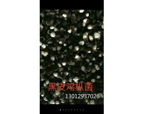 黑皮雞樅菌招商