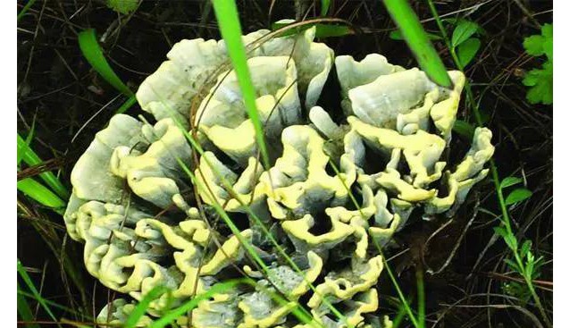 云南十大知名野生菌！你吃過幾種？