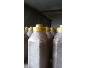 食用菌草菇菌種 原種 二級(jí)種 常年供應(yīng)