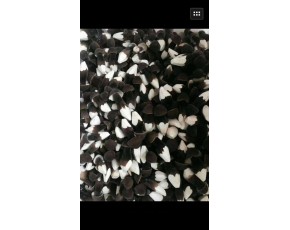 黑皮雞樅菌