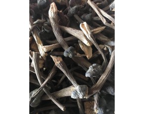黑皮雞樅廠(chǎng)家直銷(xiāo)