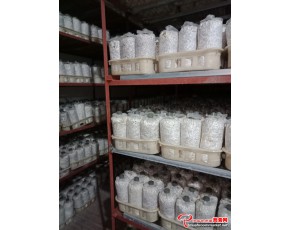 長(zhǎng)期供應(yīng)茶樹(shù)菇菌包