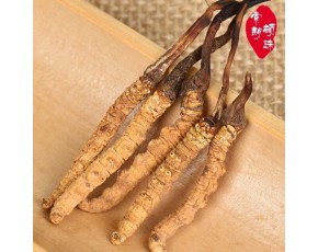冬蟲夏草的市場(chǎng)價(jià)格