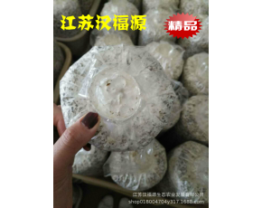 黑皮雞樅菌包，好品質、高產量、大收獲