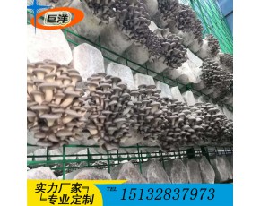 江西省食用菌栽培架 現(xiàn)代化大棚出菇架 食用菌規(guī)?；B(yǎng)殖出菇架