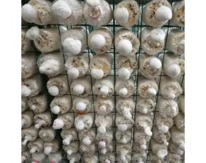蘑菇種植架廠家 綠色包塑食用菌網(wǎng)格架 出菇房菌類(lèi)養(yǎng)殖網(wǎng)格