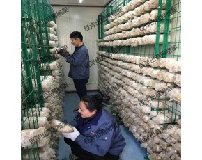 食用菌出菇網(wǎng)格 培菌房網(wǎng)片層架 養(yǎng)殖專(zhuān)用蘑菇網(wǎng)架