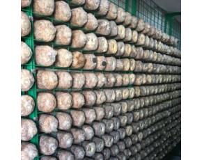 食用菌網(wǎng)格培養(yǎng)架生產(chǎn)廠家 蘑菇養(yǎng)殖網(wǎng)格網(wǎng)架 恒溫菇房出菇架
