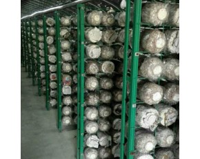 食用菌網格網架生產廠家 小型工廠恒溫菇房出菇架 靈芝養(yǎng)殖架