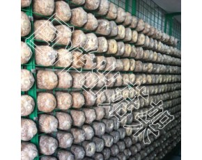 養(yǎng)殖專(zhuān)用蘑菇架 蘑菇培養(yǎng)房網(wǎng)架 秀珍菇網(wǎng)格架