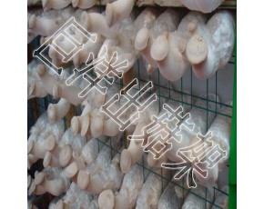 杏鮑菇出菇架 防腐蝕蘑菇架 平菇出菇網格網架 靈芝養(yǎng)殖架