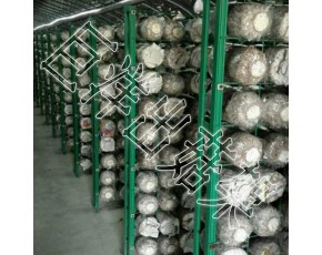 專業(yè)定時食用菌出菇架 金針菇養(yǎng)殖架 食用菌培菌架生產(chǎn)廠家