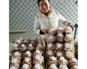 羊肚菌母鐘、原種、栽培種，優(yōu)選六妹系列提供技術(shù)指導
