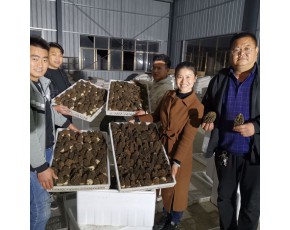 優(yōu)選六妹系列羊肚菌母鐘原種栽培種，存活率高適應性強產(chǎn)量穩(wěn)