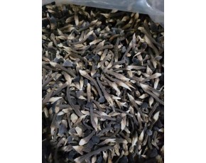 黑皮雞樅菌專利一級菌種資質(zhì)菌包干品供應(yīng)