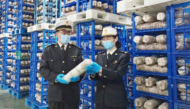 中華人民共和國粉絲粉渣“變廢為寶” 香菇菌棒海外“開花”