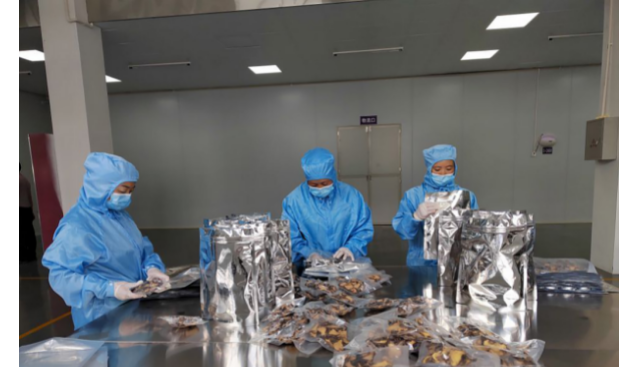 貴州貞豐縣牛肝菌生產(chǎn)基地第一批黑牛肝菌出菇見效