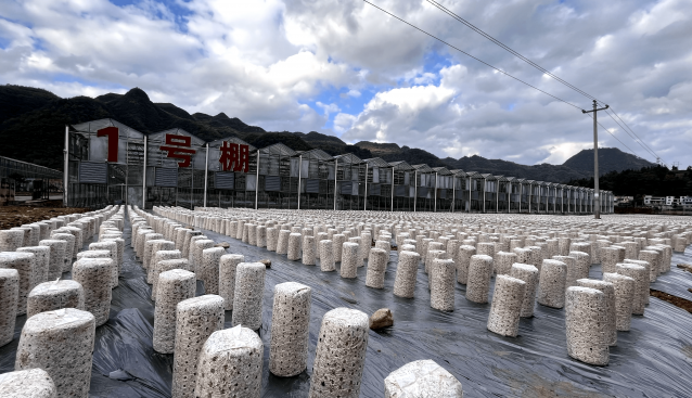 貴州：麻江縣利用“菜耳輪作”模式發(fā)展黑木耳 實(shí)現(xiàn)產(chǎn)業(yè)提質(zhì)增效