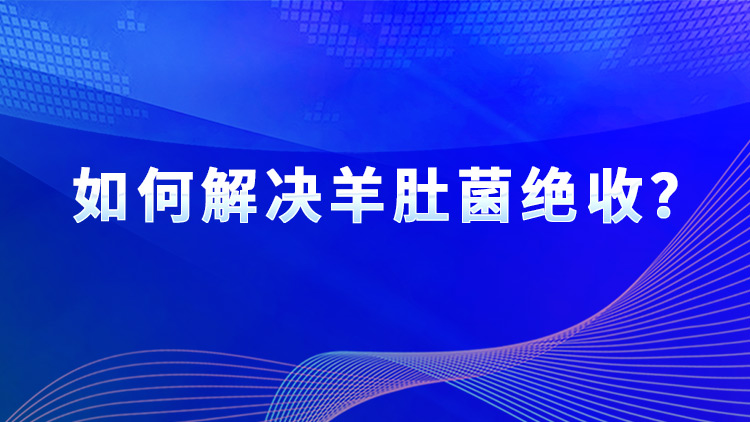 如何解決羊肚菌絕收？