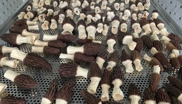 甘肅永登：美樂幸福農(nóng)場8個羊肚菌大棚進入采收期