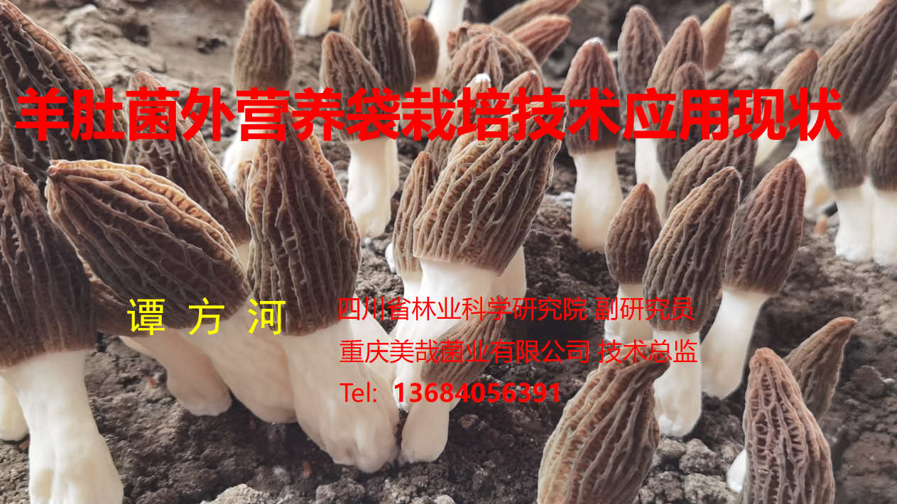 羊肚菌外營養(yǎng)袋栽培技術應用現(xiàn)狀