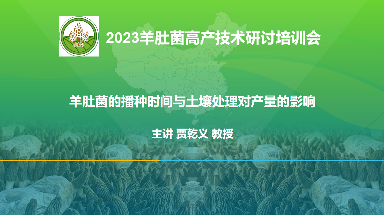 羊肚菌的播種時間與土壤處理對產(chǎn)量的影響