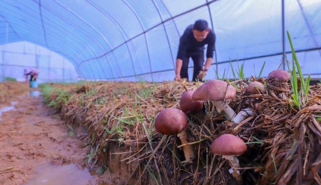 江西湖口縣：稻草做菌床，大球蓋菇采摘忙