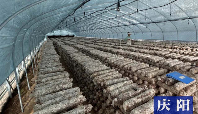 甘肅慶陽(yáng)：食用菌基地香菇開(kāi)始采摘