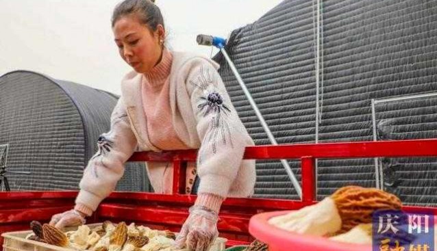 甘肅合水：搶“鮮”上市，食用菌“菇”舞人心關(guān)注