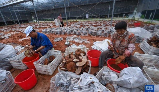 浙江慶元縣：2022年食用菌總產(chǎn)值達50億元