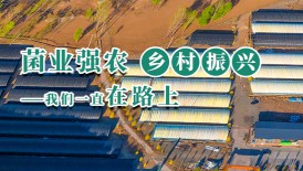 菌業(yè)強農 鄉(xiāng)村振興 我們一直在路上