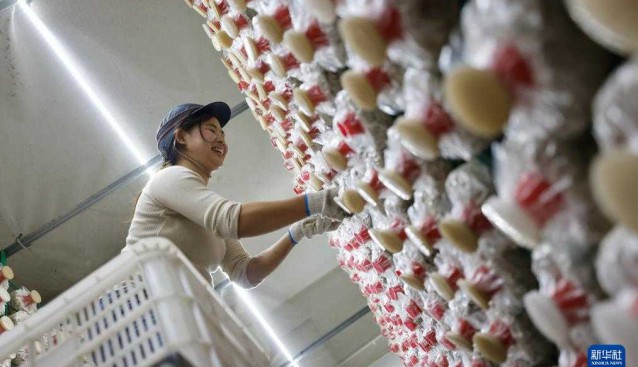 貴州道真：建成食用菌園區(qū)10個(gè)